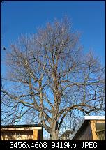 Huawei Mate 8 - Fotoqualität-img_20170127_135258.jpg