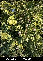 Huawei Mate 8 - Fotoqualität-img_20170127_135804.jpg