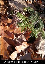 Huawei Mate 9 – Qualität der Fotos-2016-12-10-13.23.30.jpg