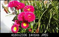 Huawei P8 Fotoqualität-img_20150418_111454.jpg