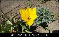 Huawei P8 Fotoqualität-img_20150418_111536.jpg