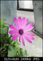 Huawei P8 Fotoqualität-img_20150616_102704.jpg