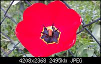 Lumia 640 (XL) Kameraqualität / Bilderthread-wp_20150425_12_21_09_pro.jpg