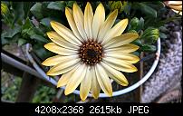 Lumia 640 (XL) Kameraqualität / Bilderthread-wp_20150425_15_28_41_pro.jpg