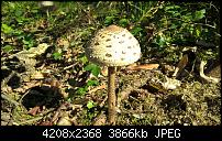 Lumia 640 (XL) Kameraqualität / Bilderthread-wp_20150928_13_48_43_pro.jpg