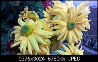 Kamera des Lumia 950 / 950 XL-1_1520.jpg