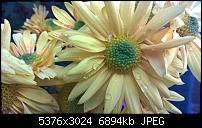 Kamera des Lumia 950 / 950 XL-2_1520.jpg