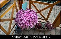 Kamera des Lumia 950 / 950 XL-8_blume-lumia-950.jpg