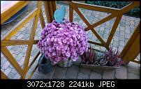 Kamera des Lumia 950 / 950 XL-8_blume-lumia-1020.jpg