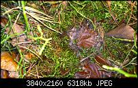 Kamera des Lumia 950 / 950 XL-wp_20151226_14_09_02_rich_li.jpg