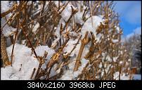 Kamera des Lumia 950 / 950 XL-wp_20160118_10_52_34_raw_li.jpg