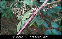 Kamera des Lumia 950 / 950 XL-wp_20160129_10_27_47_rich.jpg