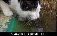 Kamera des Lumia 950 / 950 XL-wp_20160226_15_53_24_rich.jpg