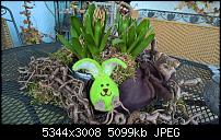 Kamera des Lumia 950 / 950 XL-wp_20160308_17_26_54_pro.jpg