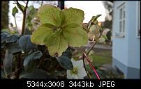 Kamera des Lumia 950 / 950 XL-wp_20160308_17_27_15_pro.jpg