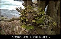 Kamera des Lumia 950 / 950 XL-wp_20160320_17_02_20_rich.jpg