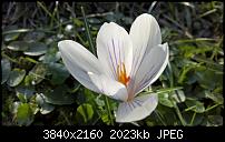 Kamera des Lumia 950 / 950 XL-wp_20160326_16_02_44_raw_635946069738571479.jpg