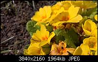 Kamera des Lumia 950 / 950 XL-wp_20160327_14_49_10_raw_635947131231612747.jpg