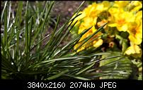 Kamera des Lumia 950 / 950 XL-wp_20160327_14_48_59_raw_635947131719769824.jpg