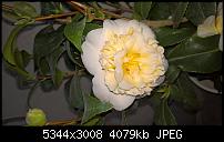 Kamera des Lumia 950 / 950 XL-wp_20160327_15_05_31_rich.jpg