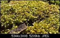 Kamera des Lumia 950 / 950 XL-wp_20160401_14_51_38_rich.jpg