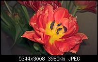 Kamera des Lumia 950 / 950 XL-wp_20160403_15_52_02_pro.jpg