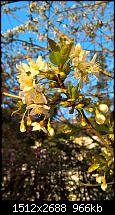 Kamera des Lumia 950 / 950 XL-wp_20160411_07_35_28_rich_li-2-_635959576580252769.jpg