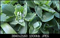 Kamera des Lumia 950 / 950 XL-wp_20160411_16_12_18_raw_635960525423365773.jpg