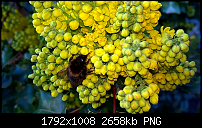 Kamera des Lumia 950 / 950 XL-wp_ss_20160411_0002-2-.png