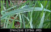 Kamera des Lumia 950 / 950 XL-wp_20160412_12_13_57_pro-2-.jpg