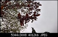 Kamera des Lumia 950 / 950 XL-wp_20160413_09_24_08_rich.jpg