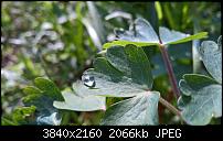 Kamera des Lumia 950 / 950 XL-wp_20160414_15_19_53_raw_635962450544709775.jpg