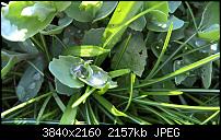 Kamera des Lumia 950 / 950 XL-wp_20160414_15_18_15_raw_635962451092703739.jpg