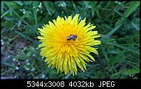 Kamera des Lumia 950 / 950 XL-wp_20160419_13_26_23_pro.jpg