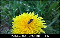 Kamera des Lumia 950 / 950 XL-wp_20160419_13_26_28_pro.jpg