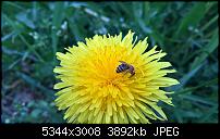 Kamera des Lumia 950 / 950 XL-wp_20160419_13_26_33_pro.jpg