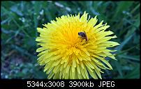 Kamera des Lumia 950 / 950 XL-wp_20160419_13_26_42_pro.jpg