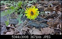 Kamera des Lumia 950 / 950 XL-wp_20160420_16_39_28_pro.jpg