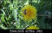 Kamera des Lumia 950 / 950 XL-wp_20160420_16_44_17_pro.jpg