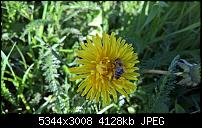 Kamera des Lumia 950 / 950 XL-wp_20160420_16_44_23_pro.jpg