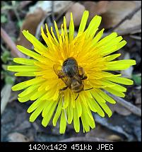 Kamera des Lumia 950 / 950 XL-wp_20160420_16_39_28_pro-2-.jpg