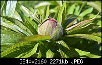 Kamera des Lumia 950 / 950 XL-wp_20160421_11_23_50_raw_635968710193237770.jpg