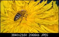 Kamera des Lumia 950 / 950 XL-wp_20160422_16_02_20_pro.jpg