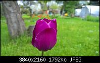 Kamera des Lumia 950 / 950 XL-wp_20160505_10_54_54_raw_635980868469424163.jpg