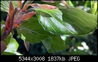 Kamera des Lumia 950 / 950 XL-wp_20160509_11_35_26_rich.jpg