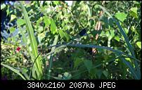 Kamera des Lumia 950 / 950 XL-wp_20160624_08_01_26_pro_636023574443121901.jpg