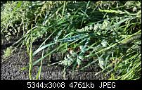 Kamera des Lumia 950 / 950 XL-wp_20160531_07_15_04_rich.jpg