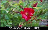 Kamera des Lumia 950 / 950 XL-wp_20160621_06_55_53_pro.jpg