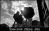 Kamera des Lumia 950 / 950 XL-wp_20160626_17_44_02_rich-2-.jpg
