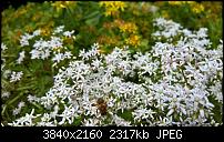 Kamera des Lumia 950 / 950 XL-wp_20160707_15_20_20_raw.jpg